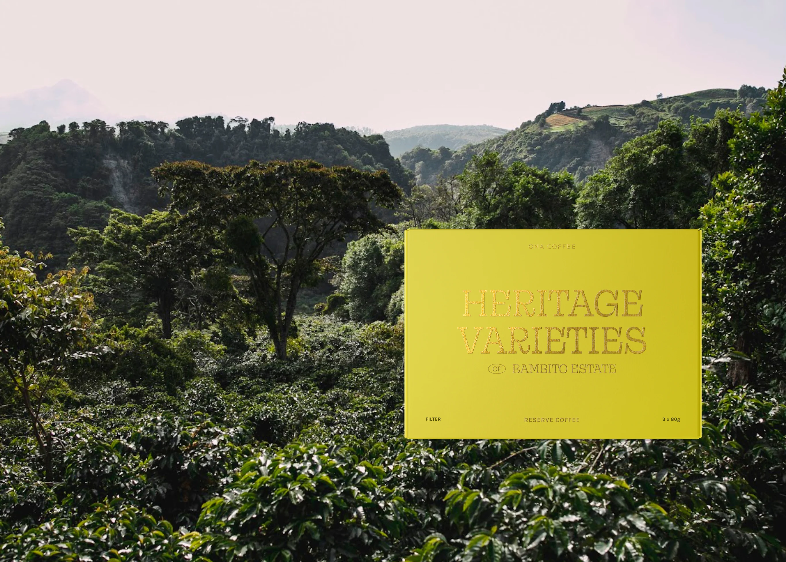 Elevate Your Daily Brew